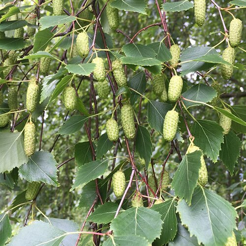 Silver Birch tree